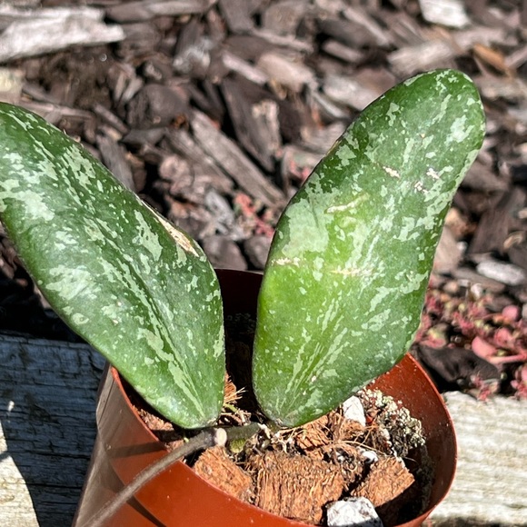 Hoya Sigillatis AH 001 sp. Borneo - Picture 4 of 11